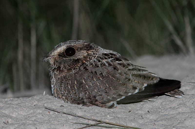 Sickle-winged Nightjar - ML117829711