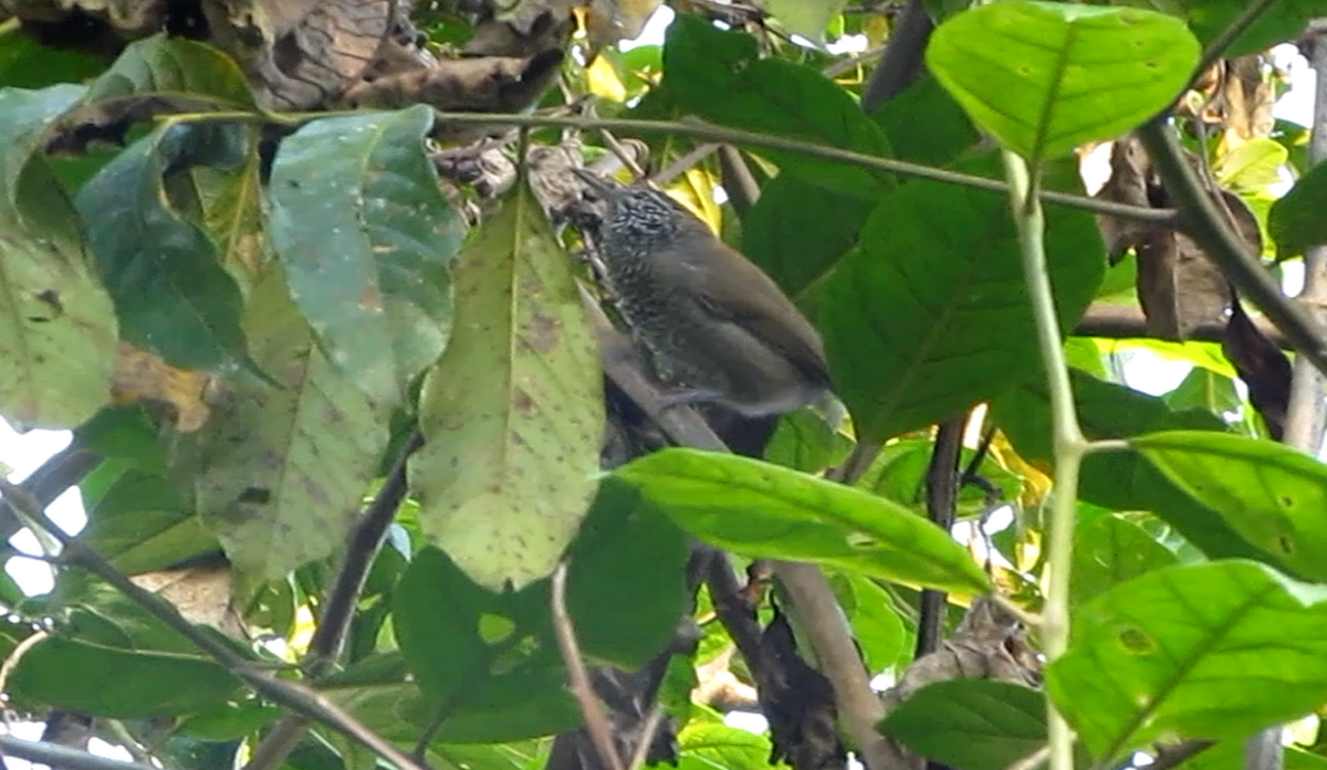 Speckle-breasted Wren - ML117829921