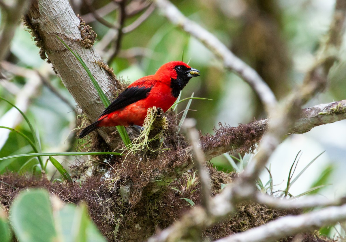 Vermilion Tanager - ML117831461