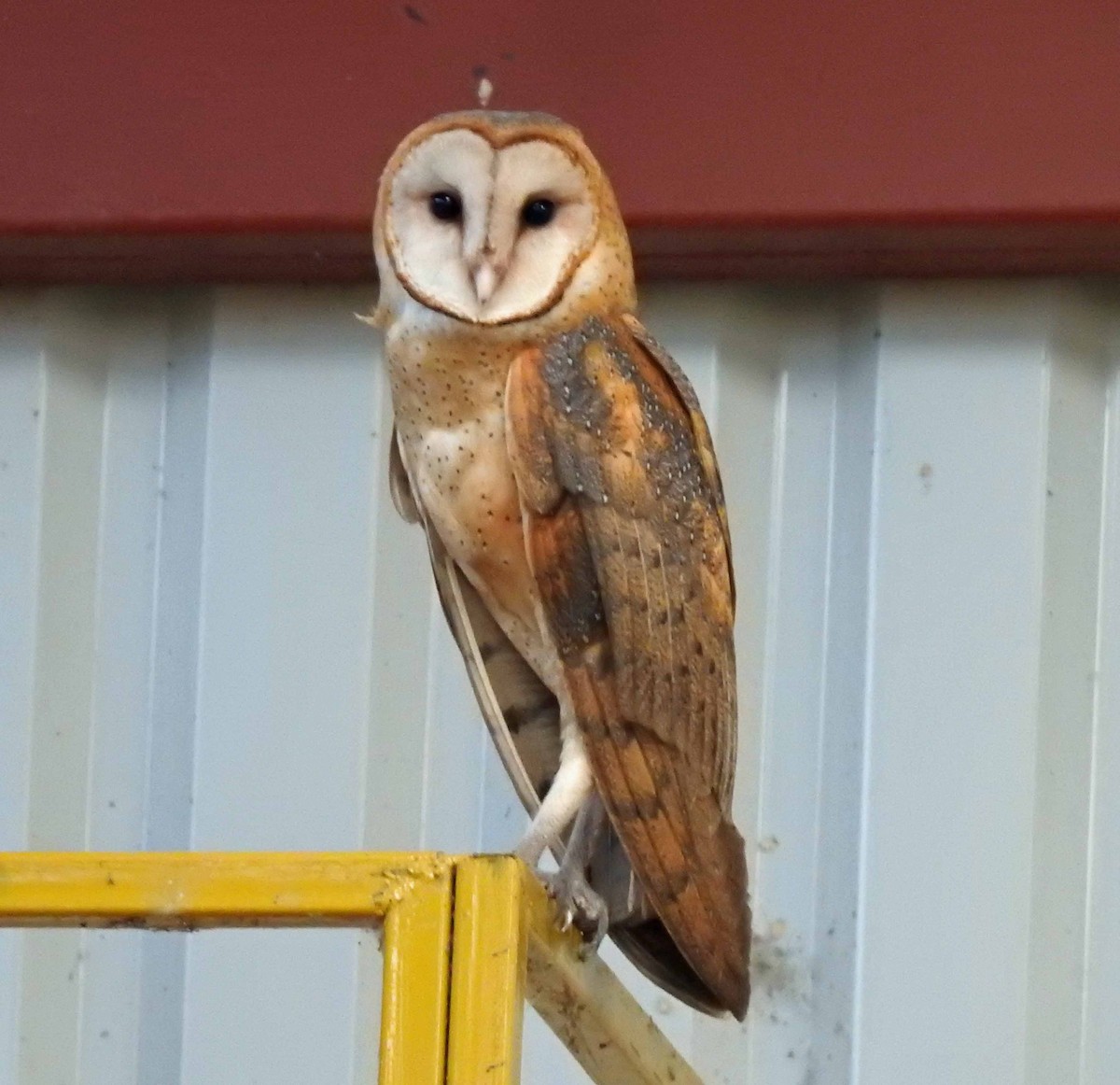 Barn Owl - Danilo Moreno