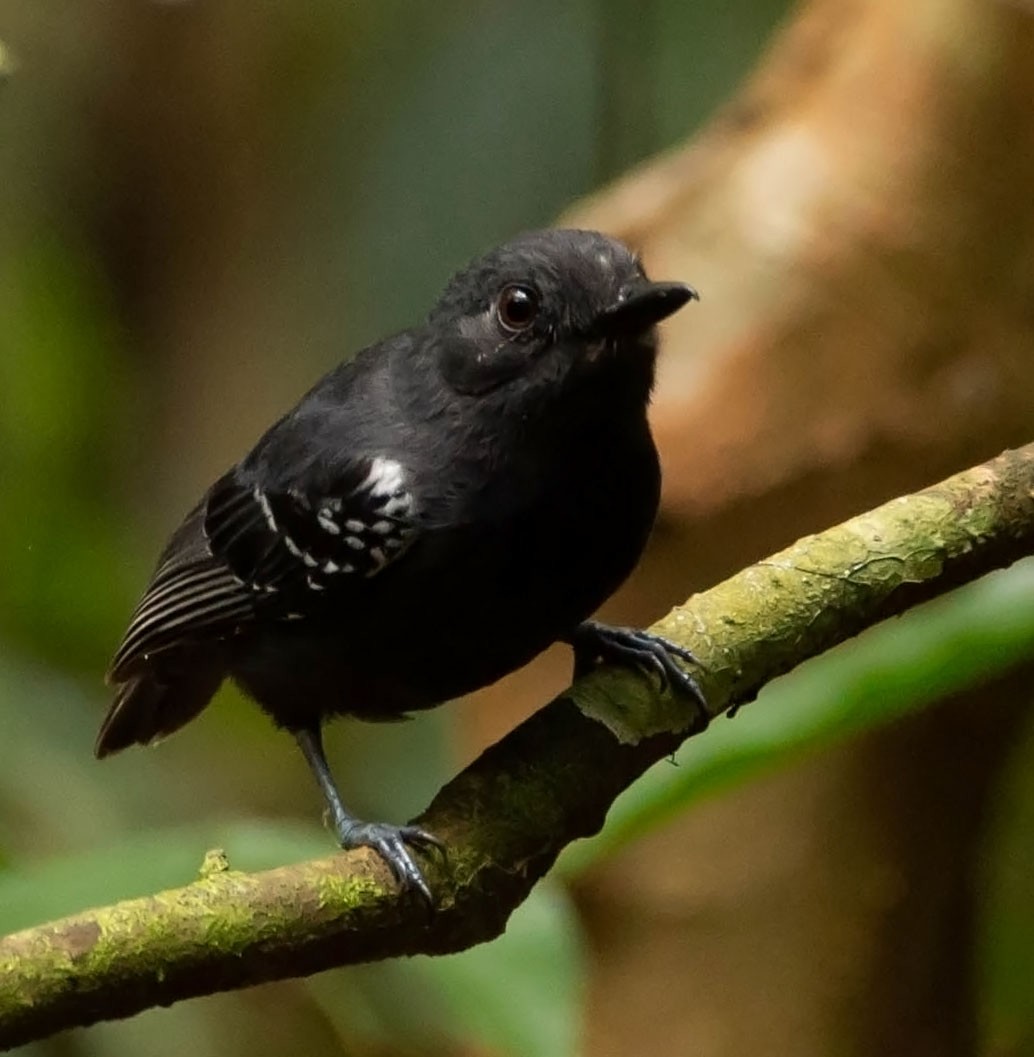 Plumbeous Antvireo - ML117834661