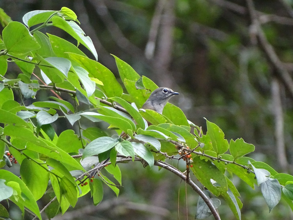 Brown-backed Solitaire - ML117834721