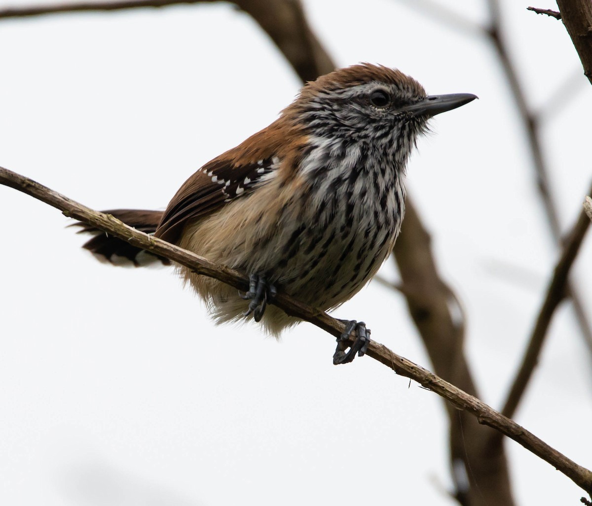 Rusty-backed Antwren - Paulo  Silva