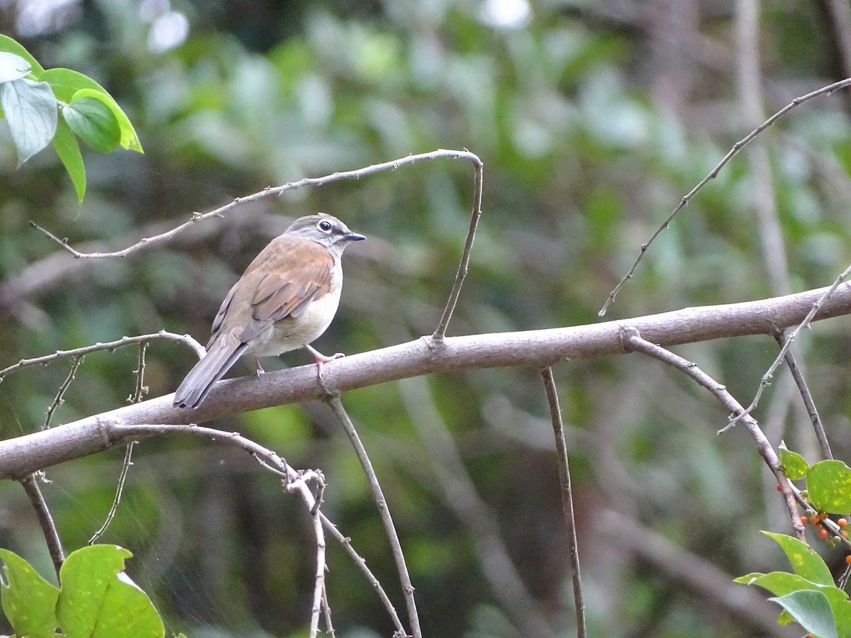 Brown-backed Solitaire - ML117834801