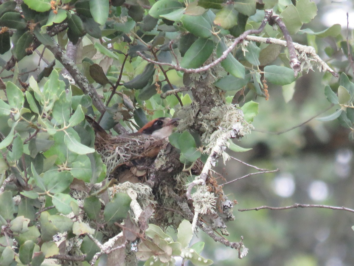 Woodchat Shrike - ML117835221