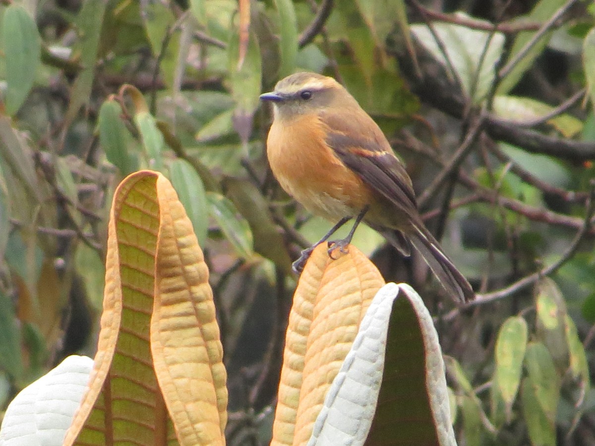 Brown-backed Chat-Tyrant - ML117836791