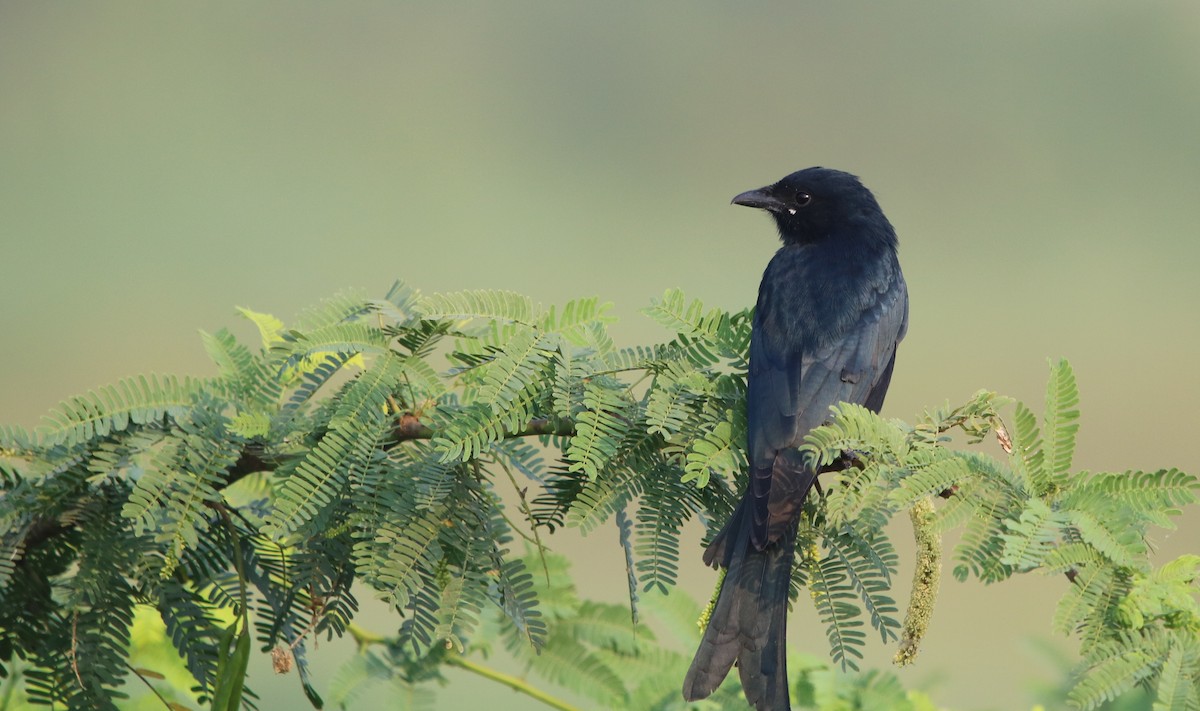 Black Drongo - ML117837921