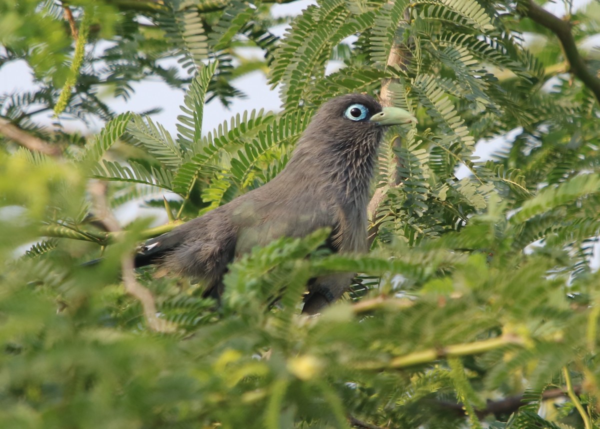 Blue-faced Malkoha - ML117838101