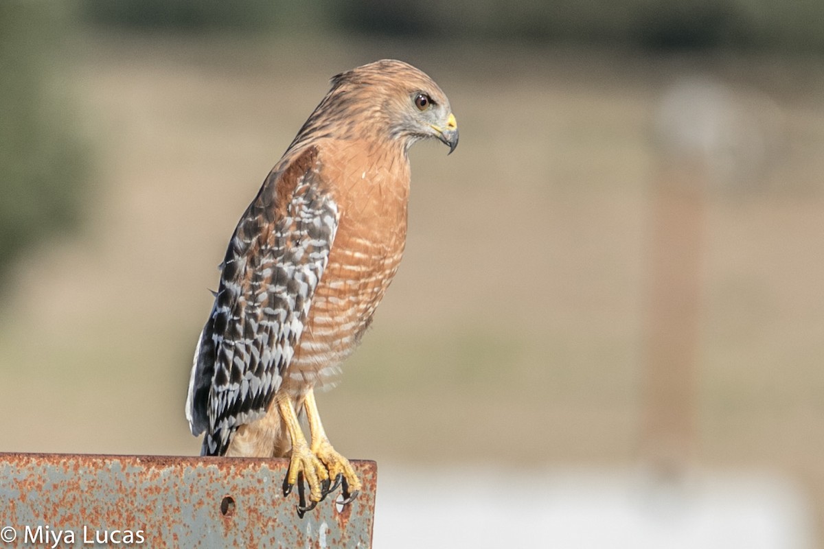 Red-shouldered Hawk - Miya Lucas