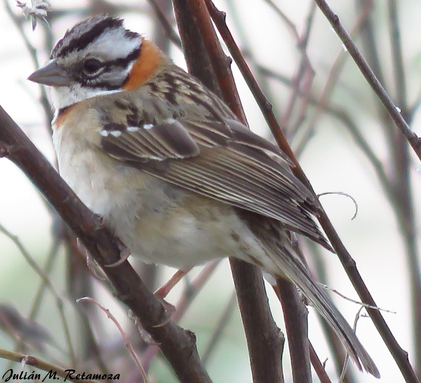 Rufous-collared Sparrow - ML117839561