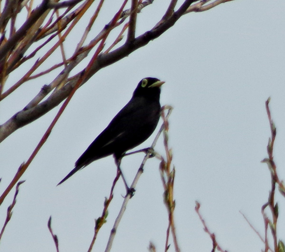 Spectacled Tyrant - ML117842071