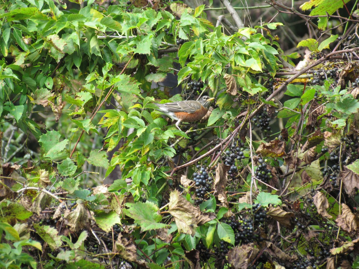 American Robin - Susan Carpenter