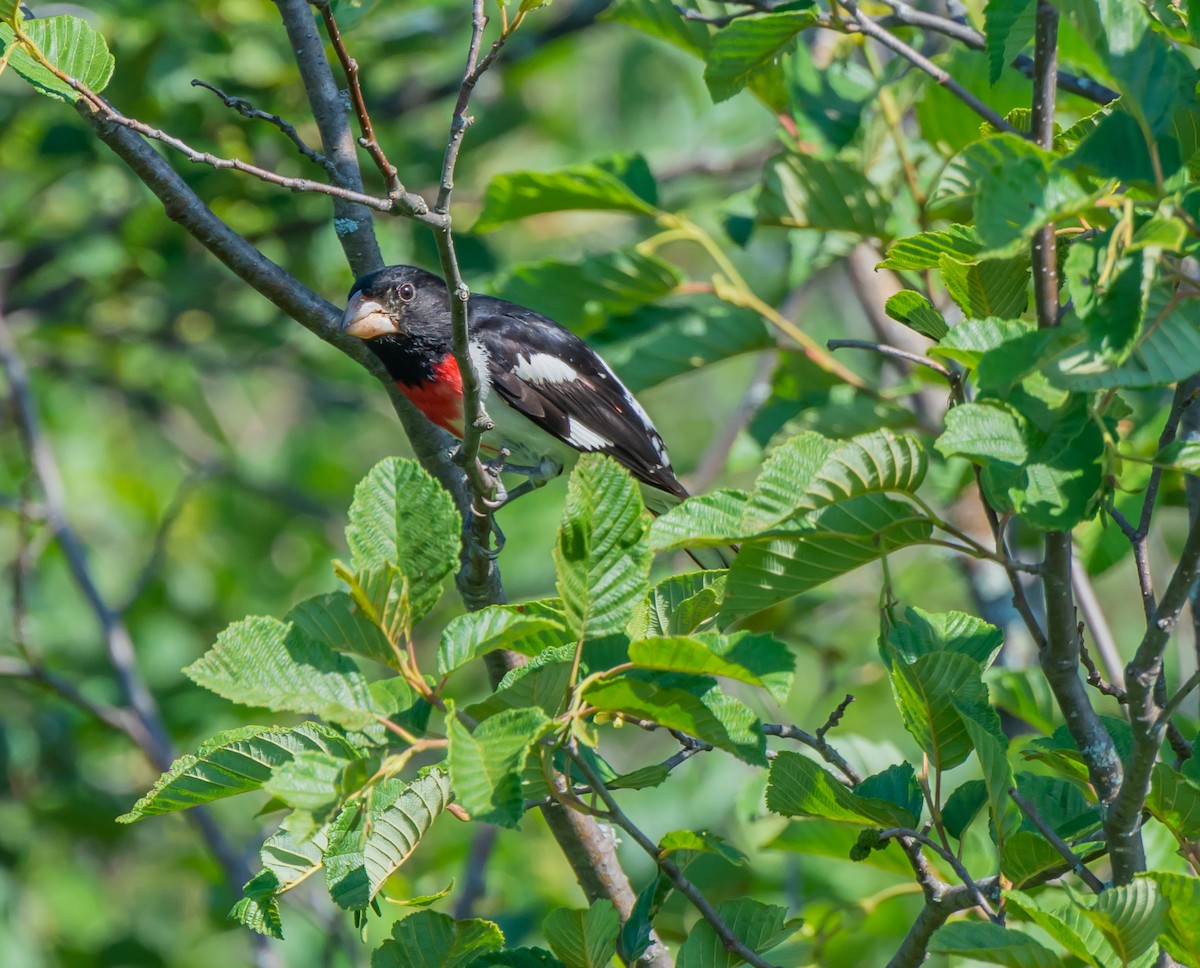 Rose-breasted Grosbeak - ML117842881