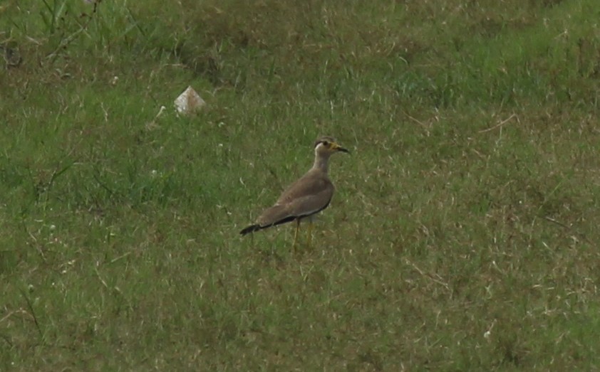 Yellow-wattled Lapwing - ML117843071