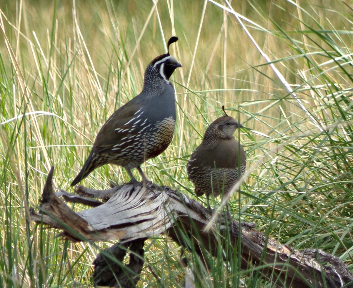 California Quail - Gabriela Ayestarán