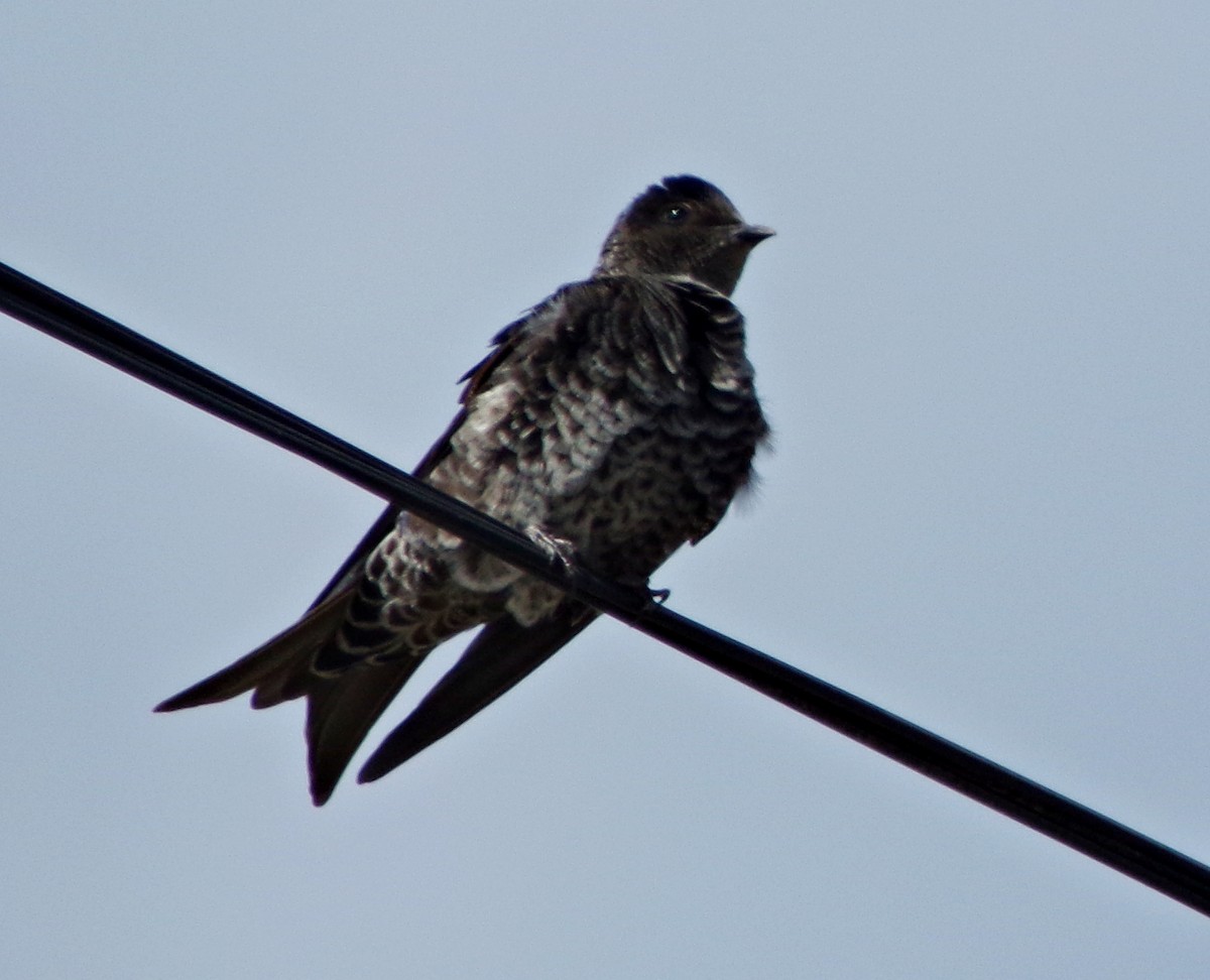 Southern Martin - ML117843471