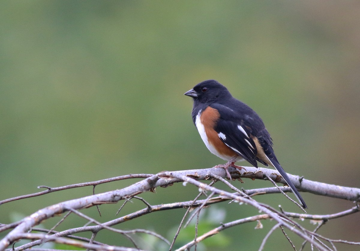 Eastern Towhee - ML117843501