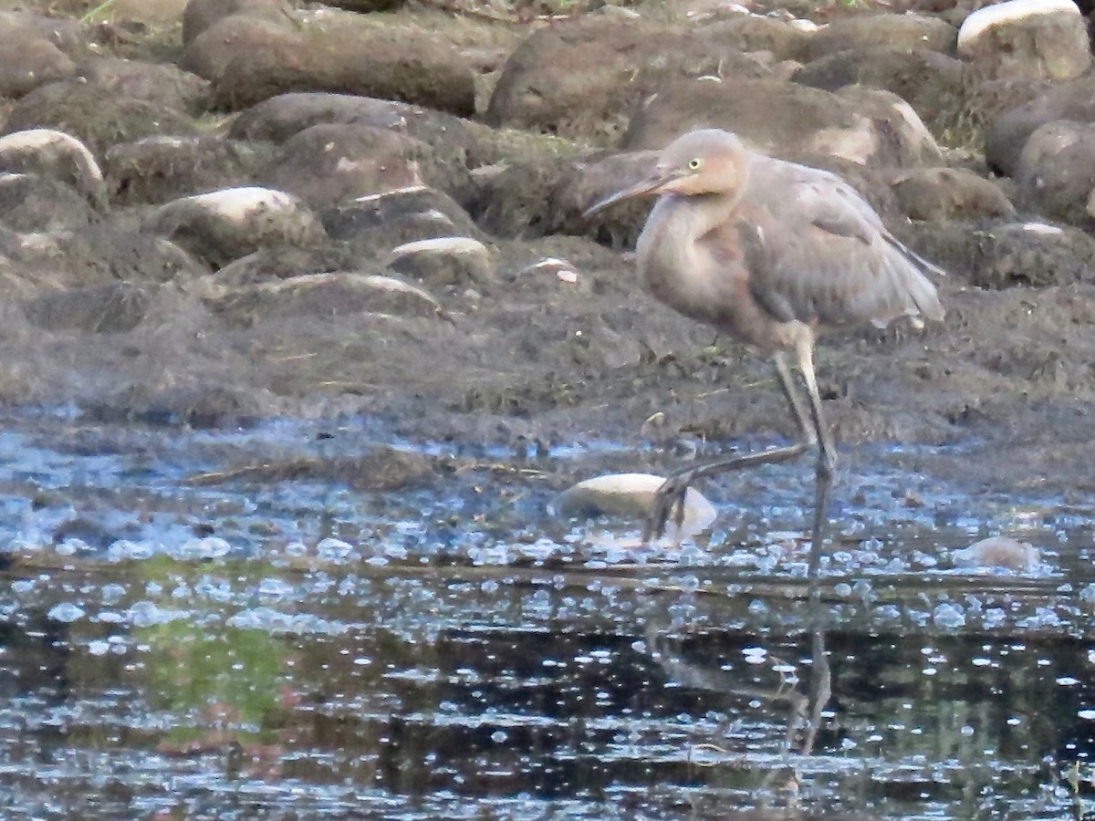 Reddish Egret - Babs Buck