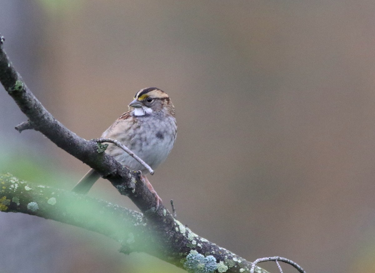 White-throated Sparrow - ML117843921