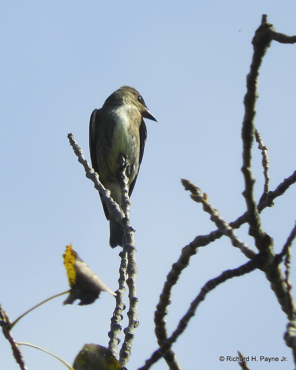 Olive-sided Flycatcher - ML117844611