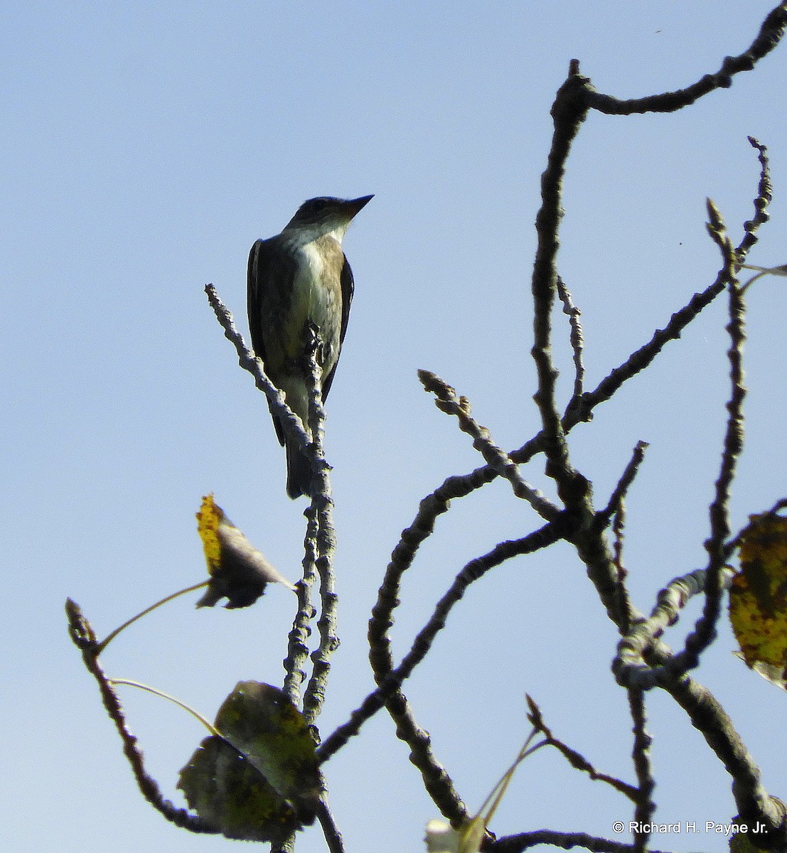 Olive-sided Flycatcher - ML117844641