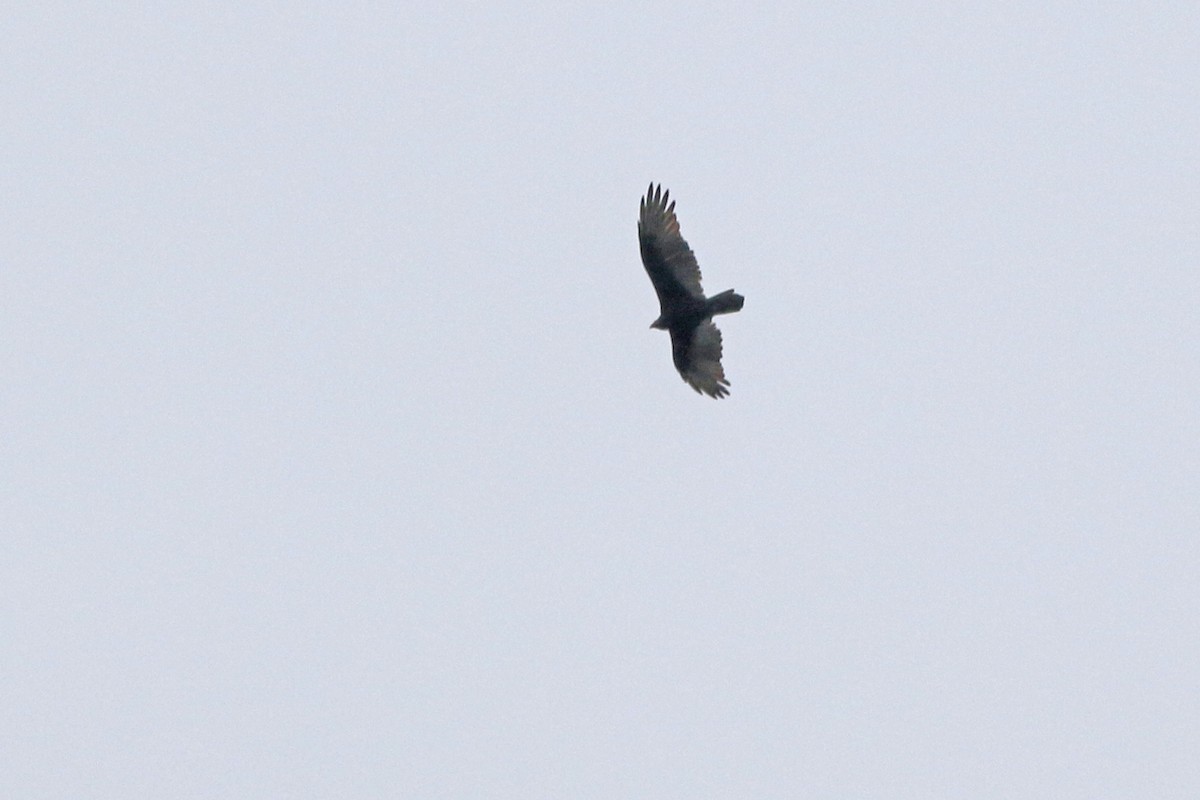 Turkey Vulture - Fran Morel