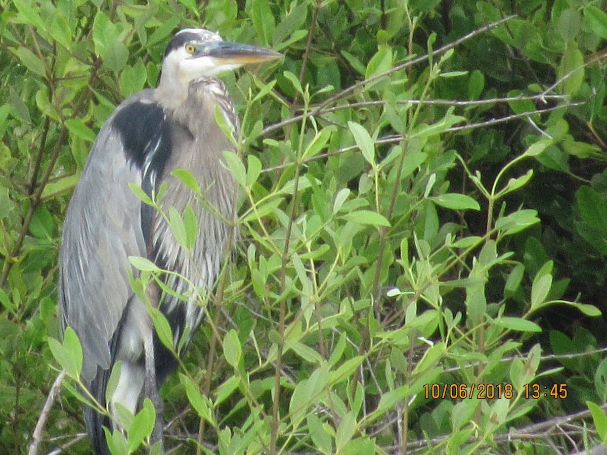 Great Blue Heron - ML117846541