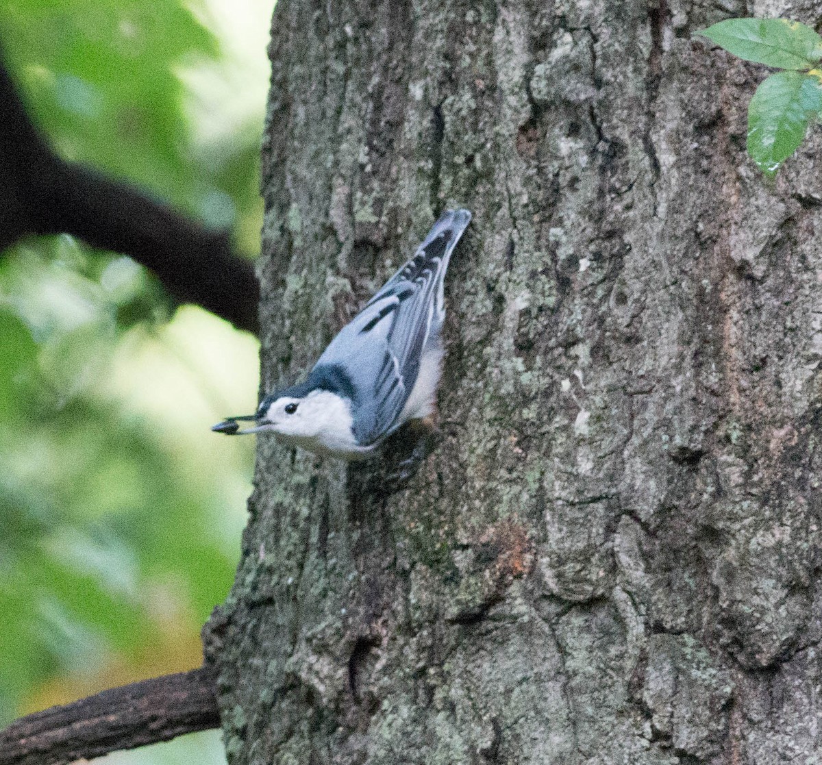 ムナジロゴジュウカラ（carolinensis） - ML117846671