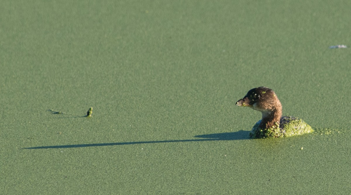 Pied-billed Grebe - Ryan Keiffer