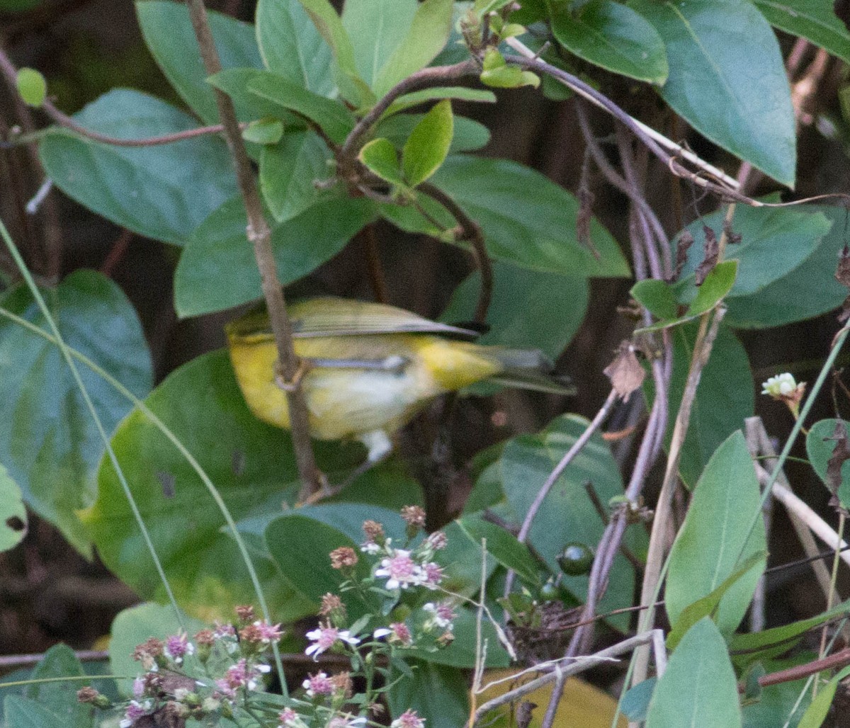 Nashville Warbler - ML117846871