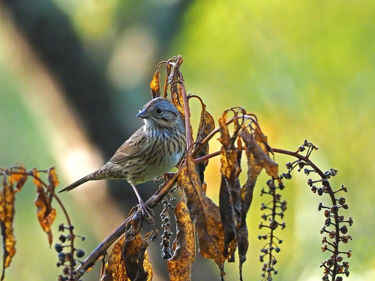 Lincoln's Sparrow - ML117847071