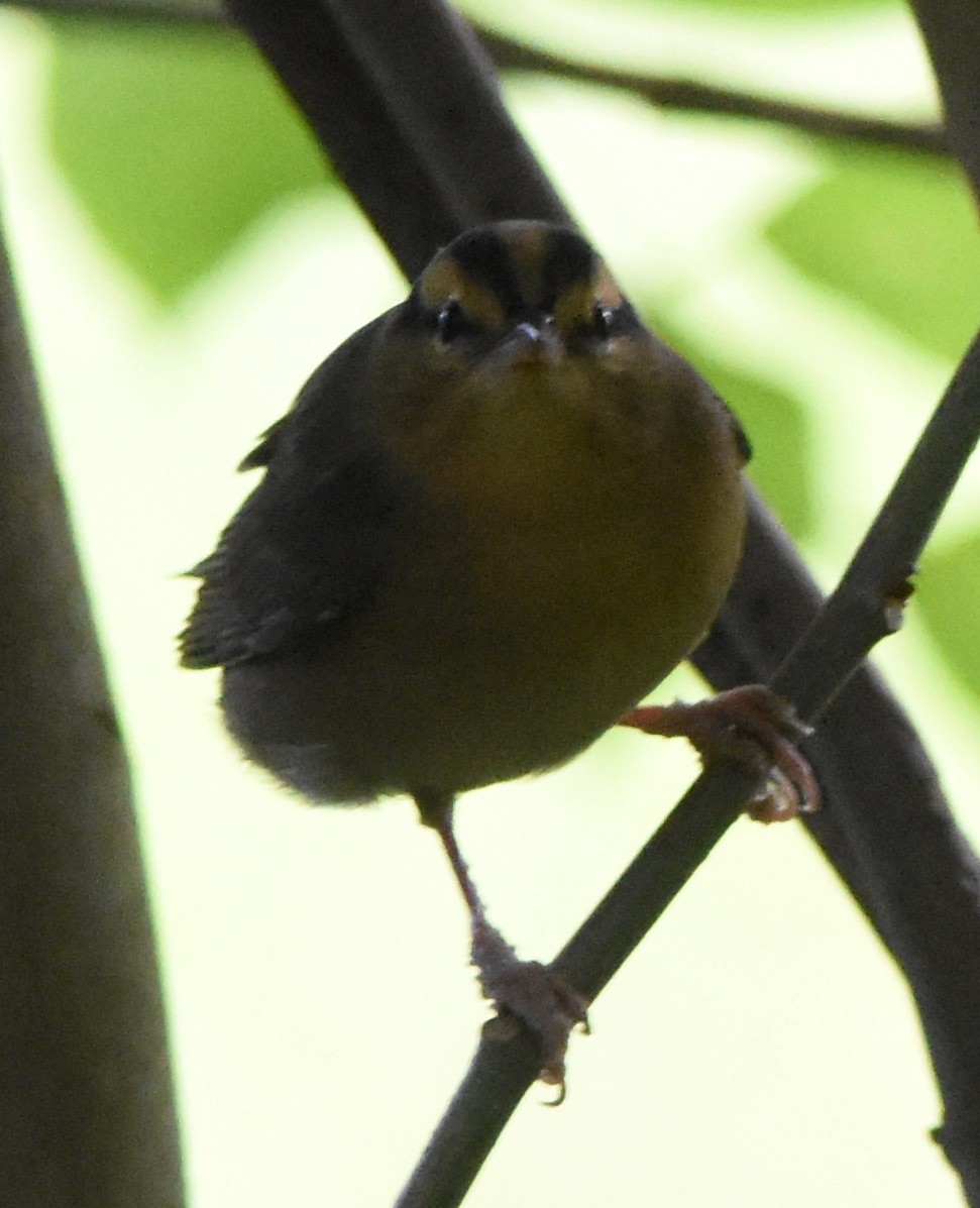 Worm-eating Warbler - Joe MDO