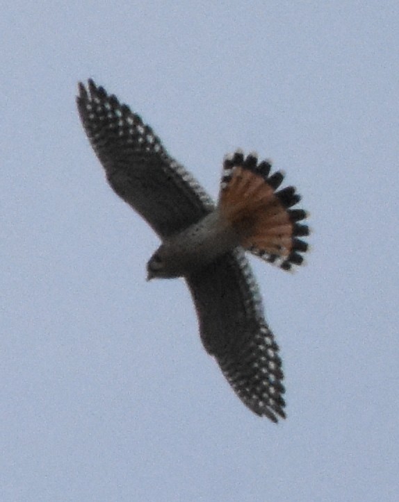 American Kestrel - ML117847411