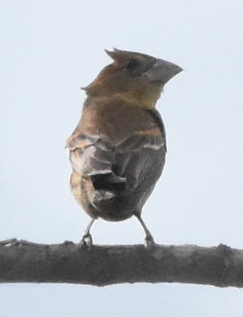 Blue Grosbeak - ML117847491