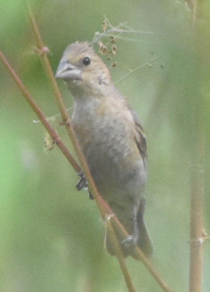 Blue Grosbeak - ML117847531