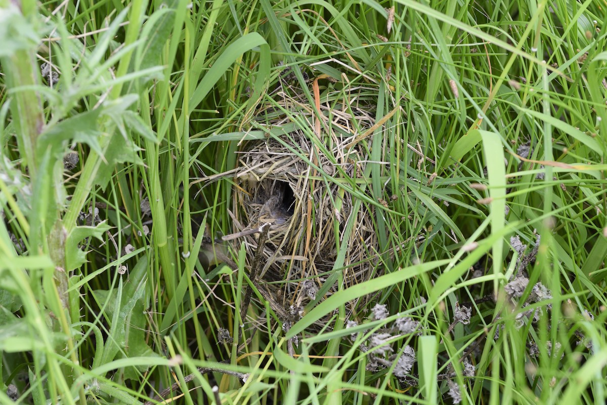 Grass Wren - Ricardo Arredondo