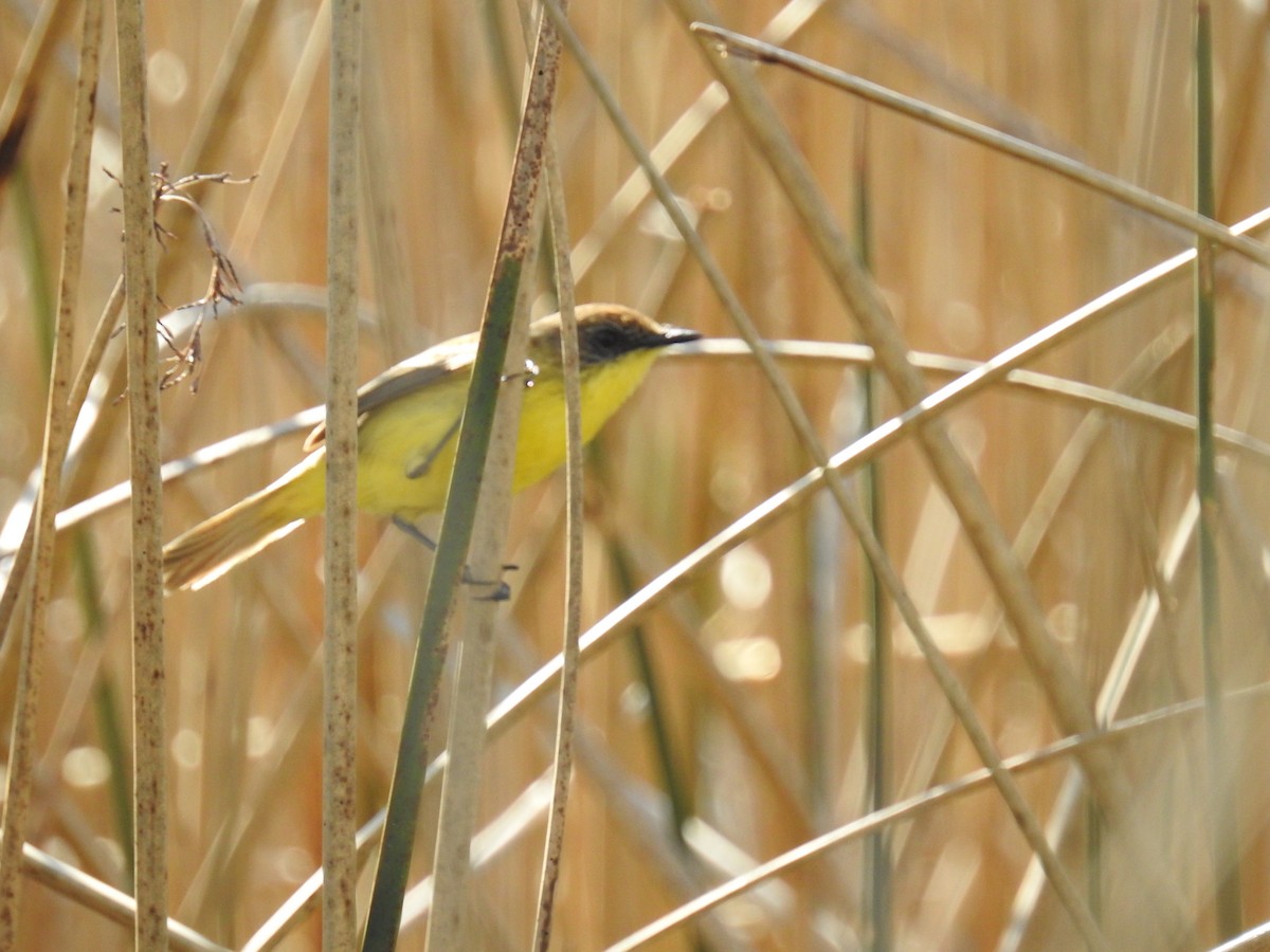 Warbling Doradito - ML117848651