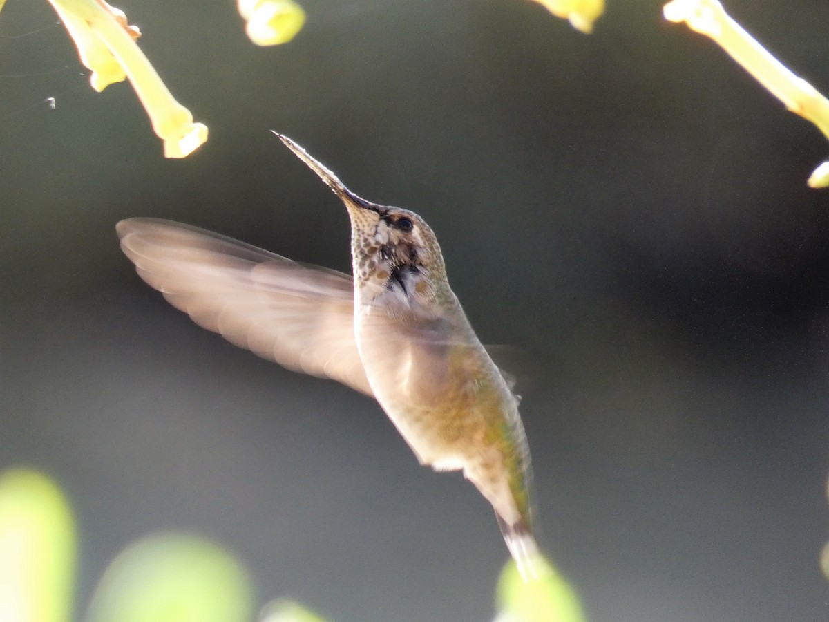 Rufous Hummingbird - ML117851751