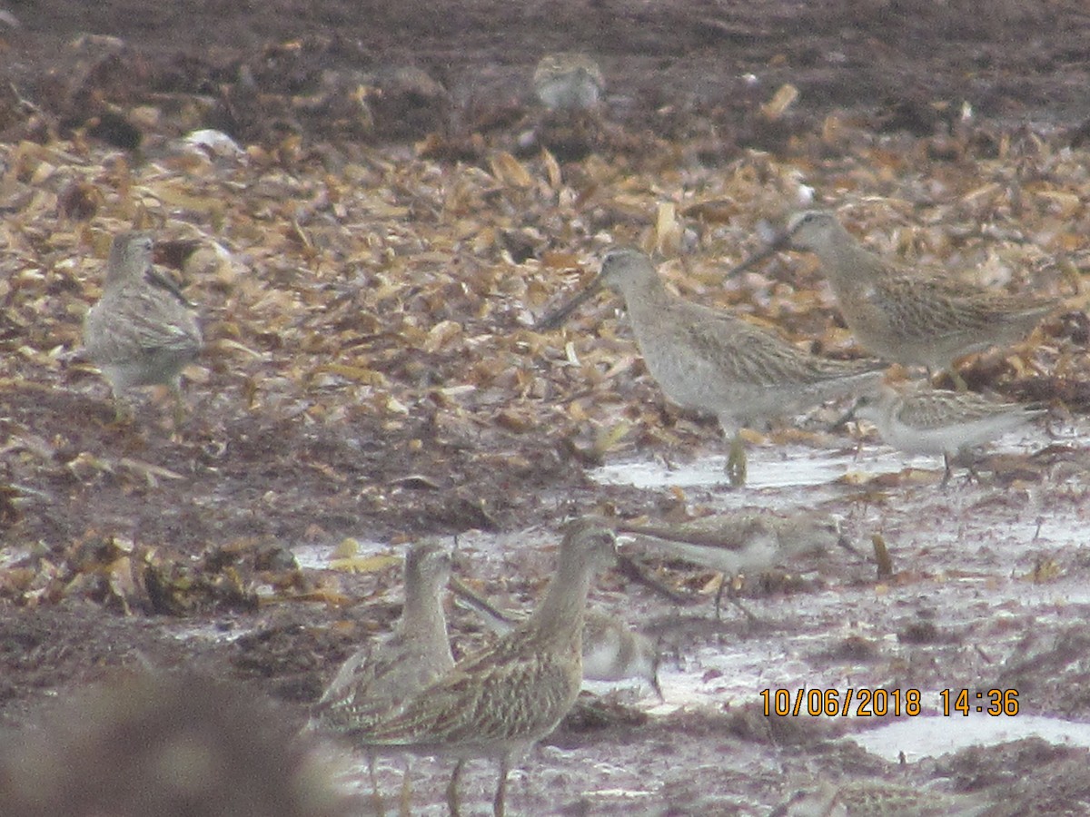 Short-billed Dowitcher - ML117852101