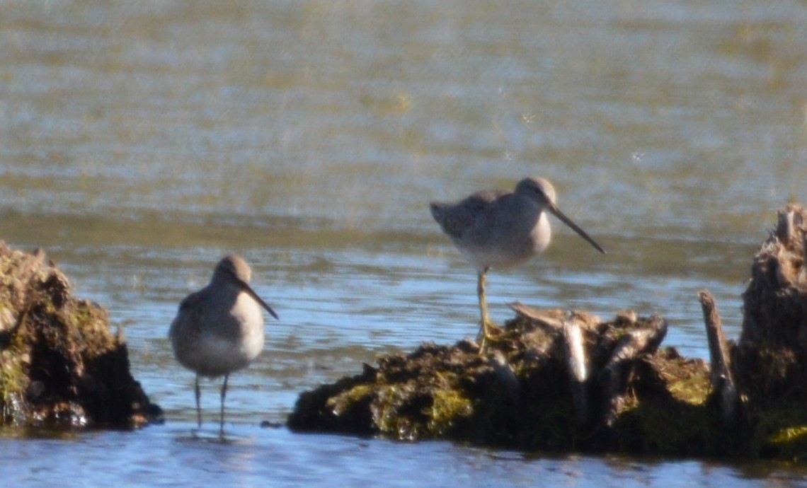 Long-billed Dowitcher - ML117853291