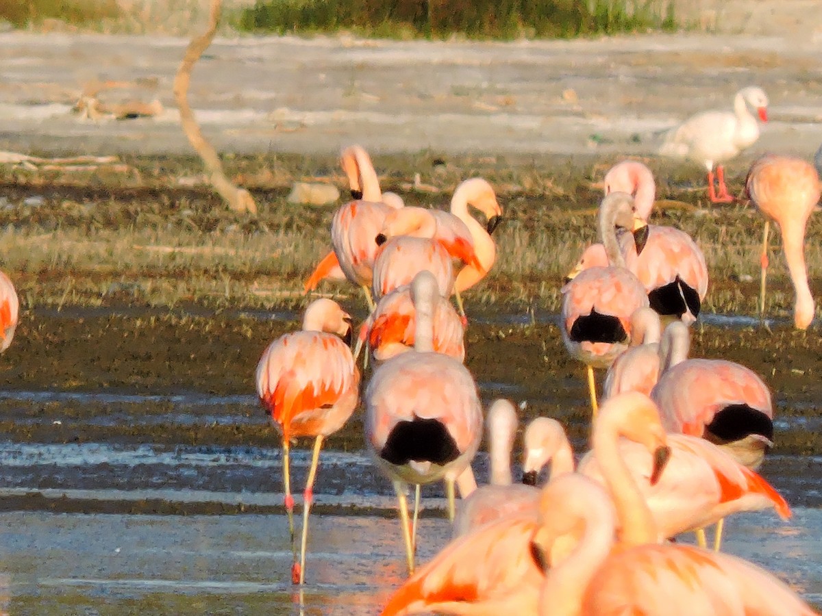 Andean Flamingo - ML117853861