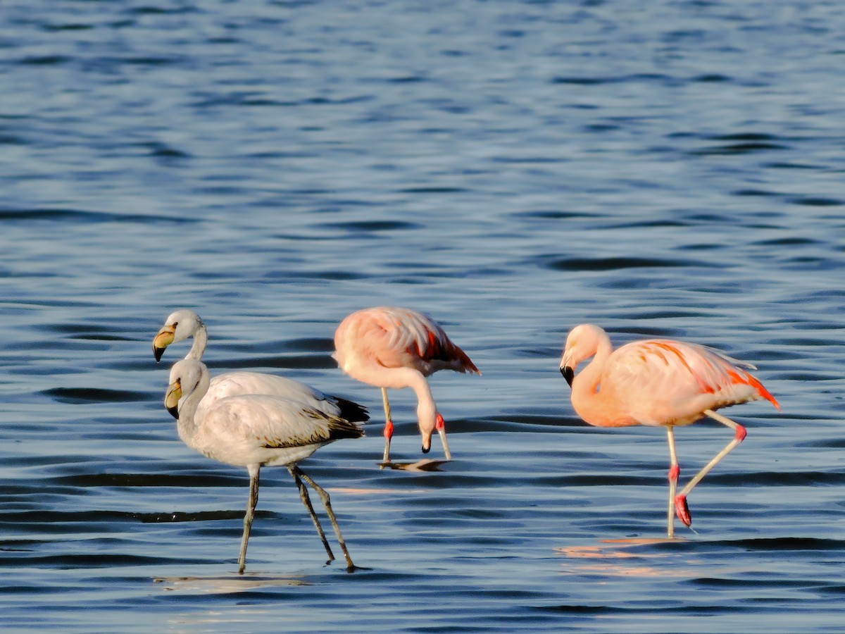 James's Flamingo - ML117854111