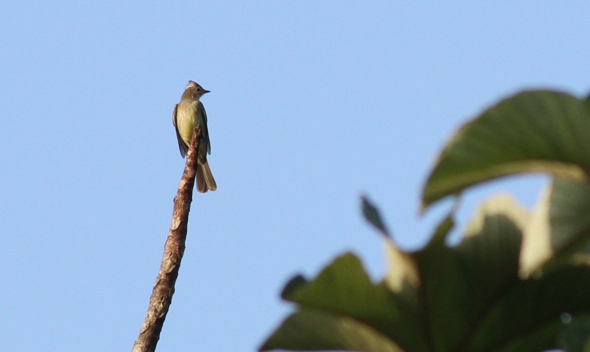 Mottle-backed Elaenia - ML117854161