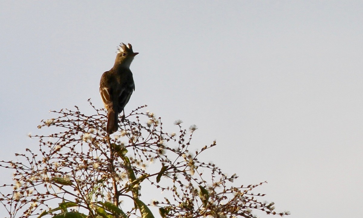 Mottle-backed Elaenia - ML117854391