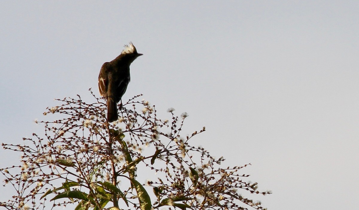 Mottle-backed Elaenia - ML117854411