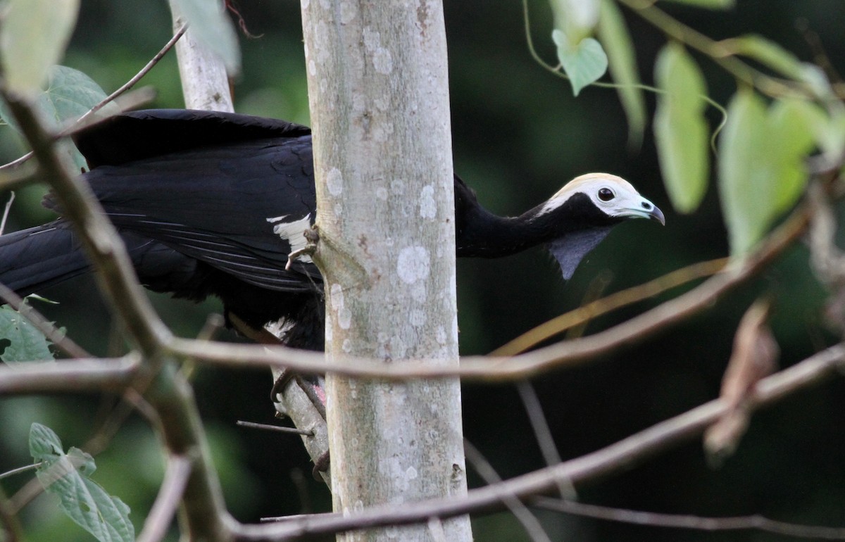 Blue-throated Piping-Guan - Alex Wiebe