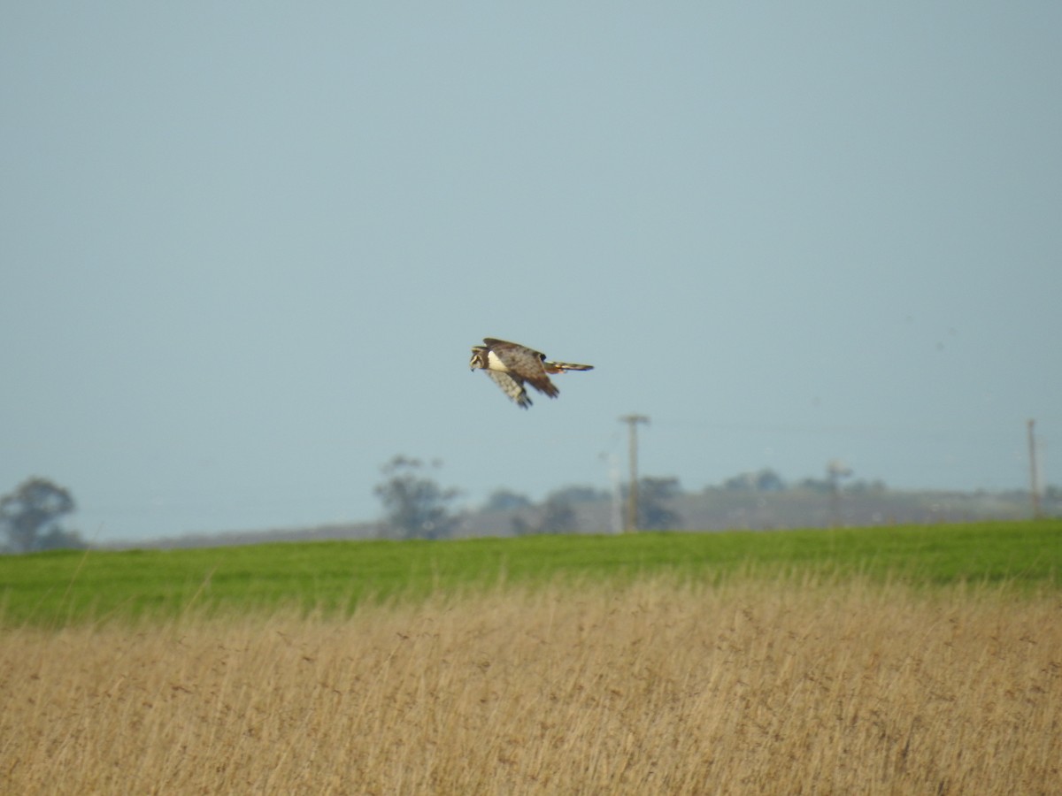 Long-winged Harrier - Edgar Romeo