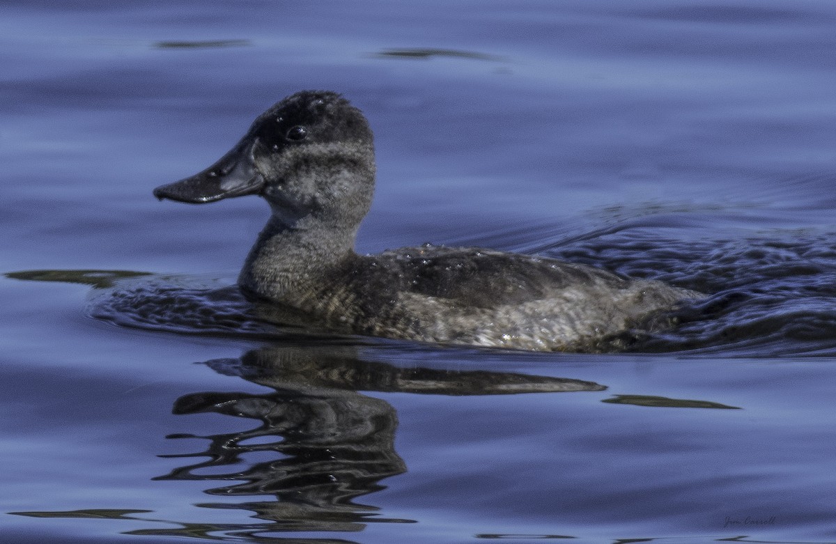 Ruddy Duck - Jim Carroll