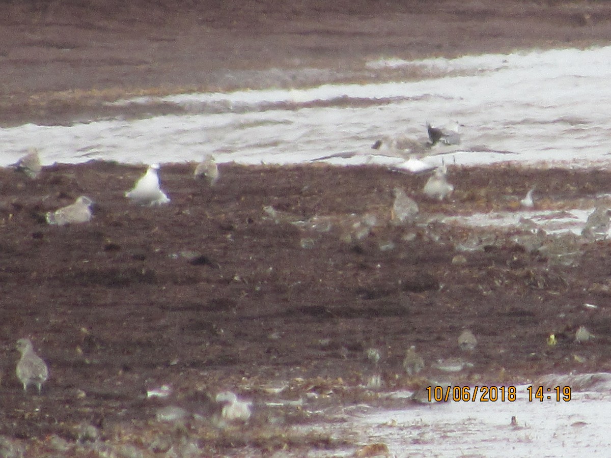 Sanderling - Vivian F. Moultrie