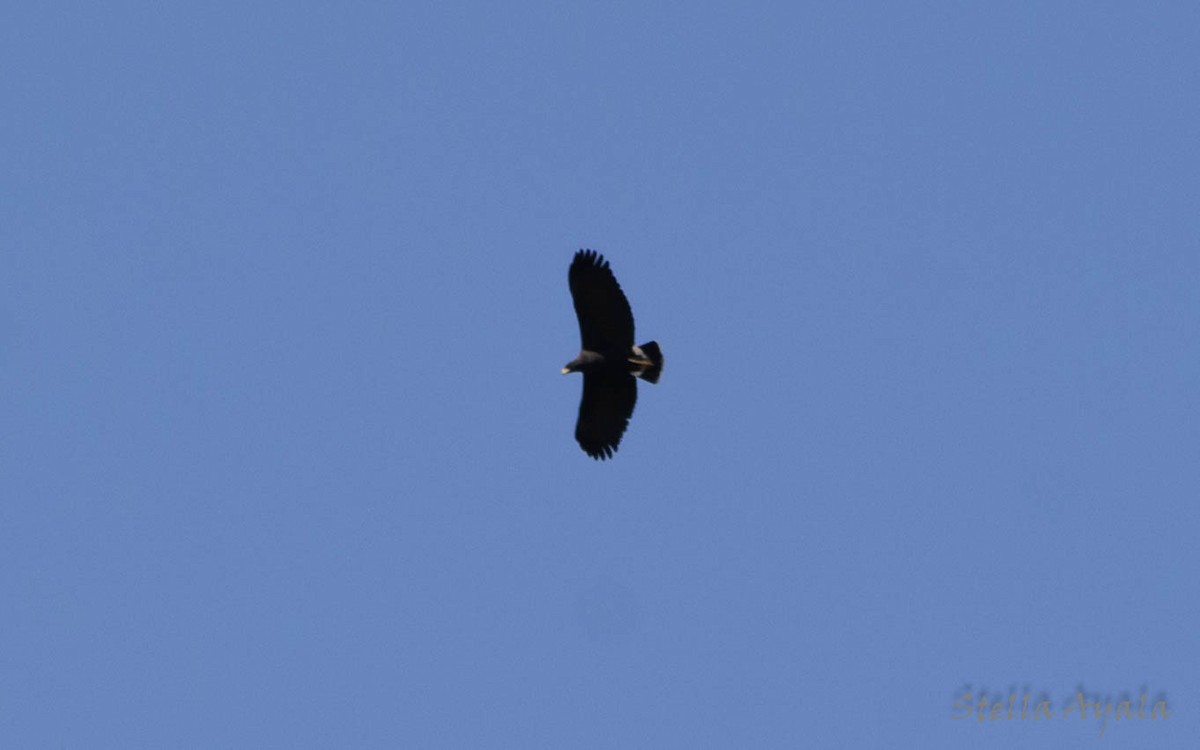 Great Black Hawk - ML117855801